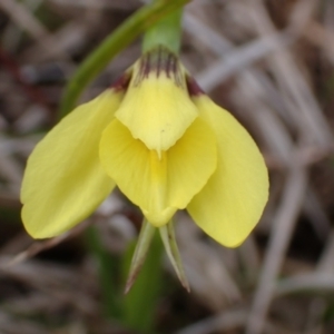 Diuris chryseopsis at Mullion, NSW - 4 Sep 2022