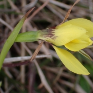 Diuris chryseopsis at Mullion, NSW - suppressed