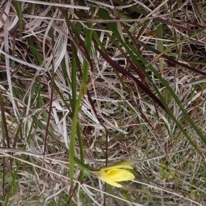 Diuris chryseopsis at Mullion, NSW - suppressed