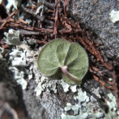 Dichondra sp. Inglewood (J.M.Dalby 86/93) Qld Herbarium (Kidney Weed) at Cooma, NSW - 4 Sep 2022 by mahargiani