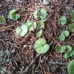 Dichondra sp. Inglewood (J.M.Dalby 86/93) Qld Herbarium at Cooma, NSW - 4 Sep 2022