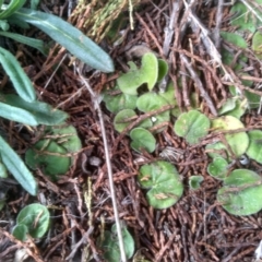 Dichondra sp. Inglewood (J.M.Dalby 86/93) Qld Herbarium at Cooma, NSW - 4 Sep 2022 01:30 PM