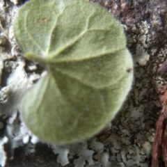 Dichondra sp. Inglewood (J.M.Dalby 86/93) Qld Herbarium at Cooma, NSW - 4 Sep 2022 01:30 PM