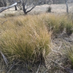 Poa labillardierei (Common Tussock Grass, River Tussock Grass) at Cooma North Ridge Reserve - 4 Sep 2022 by mahargiani