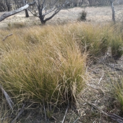 Poa labillardierei (Common Tussock Grass, River Tussock Grass) at Cooma, NSW - 4 Sep 2022 by mahargiani