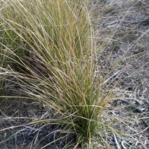 Poa labillardierei at Cooma, NSW - 4 Sep 2022