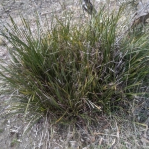 Lomandra longifolia at Cooma, NSW - 4 Sep 2022