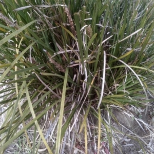 Lomandra longifolia at Cooma, NSW - 4 Sep 2022