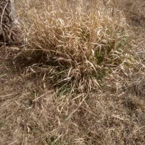 Phalaris aquatica at Cooma, NSW - 4 Sep 2022 02:00 PM