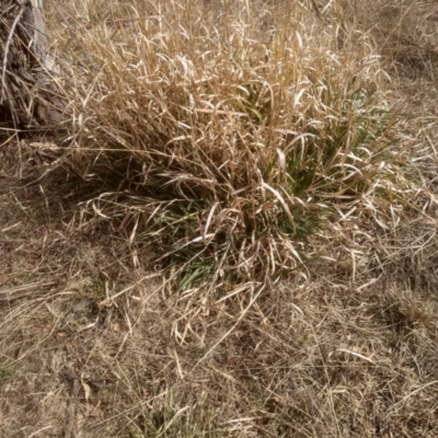 Phalaris aquatica (Phalaris, Australian Canary Grass) at Cooma North Ridge Reserve - 4 Sep 2022 by mahargiani