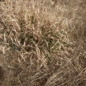 Phalaris aquatica at Cooma, NSW - 4 Sep 2022