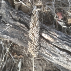 Phalaris aquatica at Cooma, NSW - 4 Sep 2022 02:00 PM