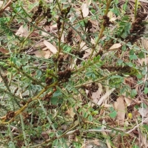 Indigofera adesmiifolia at Molonglo Valley, ACT - 31 Aug 2022