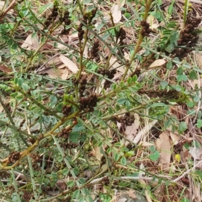 Indigofera adesmiifolia (Tick Indigo) at Molonglo Valley, ACT - 30 Aug 2022 by sangio7