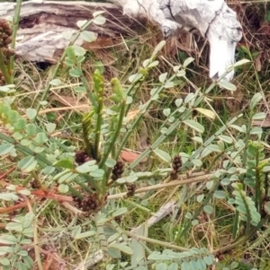 Indigofera adesmiifolia at Molonglo Valley, ACT - 31 Aug 2022