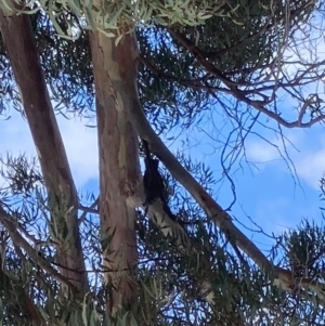 Callocephalon fimbriatum at Theodore, ACT - suppressed