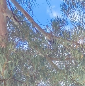 Callocephalon fimbriatum at Theodore, ACT - suppressed