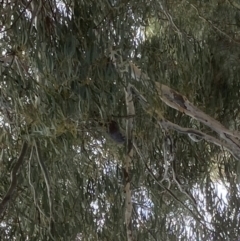 Callocephalon fimbriatum at Theodore, ACT - suppressed