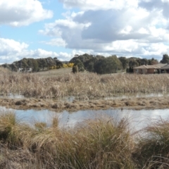 Typha sp. (Cumbungi) at Franklin, ACT - 27 Aug 2022 by MichaelBedingfield