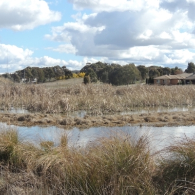 Typha sp. (Cumbungi) at Franklin, ACT - 27 Aug 2022 by michaelb