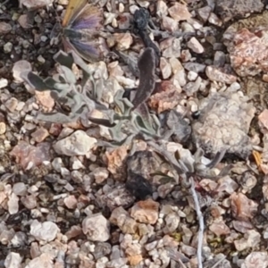 Hibbertia obtusifolia at Rendezvous Creek, ACT - suppressed