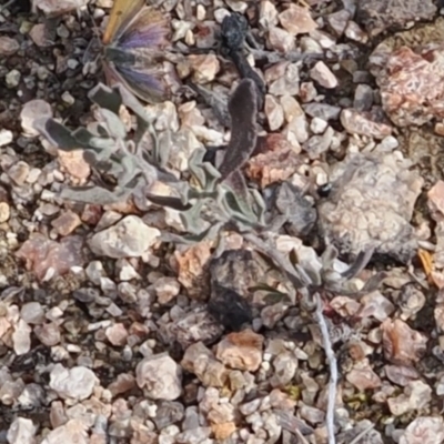 Hibbertia obtusifolia (Grey Guinea-flower) at suppressed - 1 Sep 2022 by RAllen