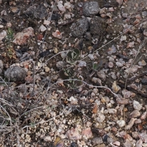 Hibbertia obtusifolia at Rendezvous Creek, ACT - suppressed