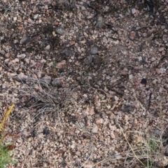 Hibbertia obtusifolia at Rendezvous Creek, ACT - suppressed