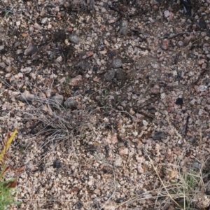 Hibbertia obtusifolia at Rendezvous Creek, ACT - suppressed