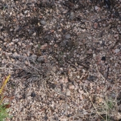 Hibbertia obtusifolia at Rendezvous Creek, ACT - 1 Sep 2022