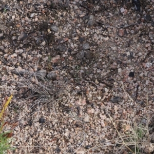 Hibbertia obtusifolia at Rendezvous Creek, ACT - 1 Sep 2022