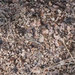 Hibbertia obtusifolia at Rendezvous Creek, ACT - suppressed