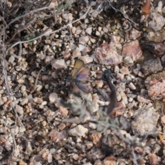 Hibbertia obtusifolia at Rendezvous Creek, ACT - suppressed