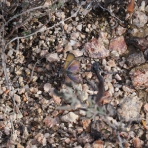 Hibbertia obtusifolia at Rendezvous Creek, ACT - suppressed