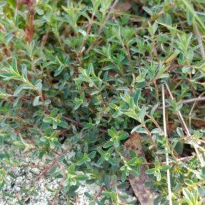 Hypericum perforatum at Molonglo Valley, ACT - 31 Aug 2022 02:29 PM