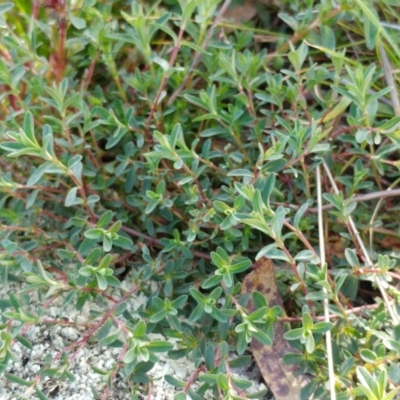 Hypericum perforatum (St John's Wort) at Molonglo Valley, ACT - 31 Aug 2022 by sangio7