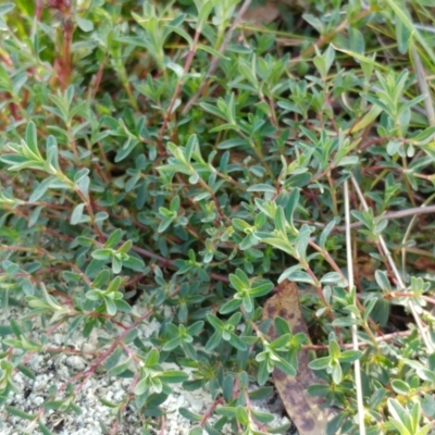 Hypericum perforatum (St John's Wort) at Molonglo Valley, ACT - 31 Aug 2022 by sangio7