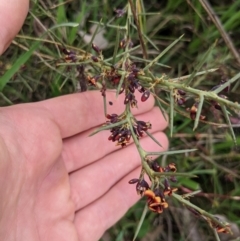 Daviesia genistifolia (Broom Bitter Pea) at Watson, ACT - 5 Sep 2022 by WalterEgo