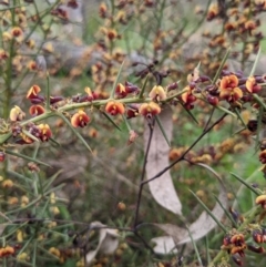 Daviesia genistifolia at Watson, ACT - 5 Sep 2022