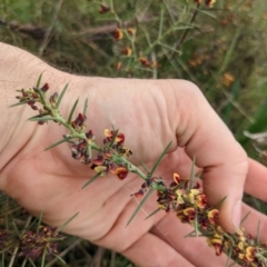 Daviesia genistifolia at Watson, ACT - 5 Sep 2022 10:50 AM