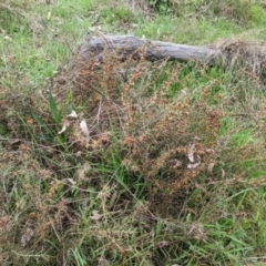 Daviesia genistifolia at Watson, ACT - 5 Sep 2022 10:50 AM