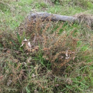 Daviesia genistifolia at Watson, ACT - 5 Sep 2022 10:50 AM