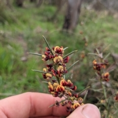 Daviesia genistifolia at Watson, ACT - 5 Sep 2022 10:50 AM