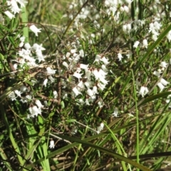 Cryptandra amara (Bitter Cryptandra) at The Pinnacle - 3 Sep 2022 by sangio7