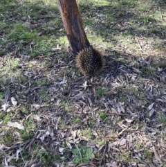 Tachyglossus aculeatus (Short-beaked Echidna) at Forde, ACT - 5 Sep 2022 by Jenny54
