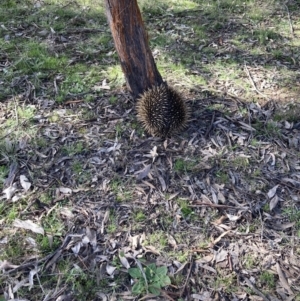 Tachyglossus aculeatus at Forde, ACT - 5 Sep 2022