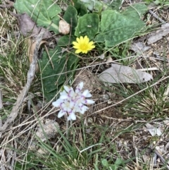 Wurmbea dioica subsp. dioica (Early Nancy) at Forde, ACT - 5 Sep 2022 by Jenny54