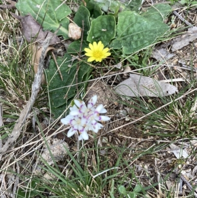 Wurmbea dioica subsp. dioica (Early Nancy) at Mulligans Flat - 5 Sep 2022 by Jenny54