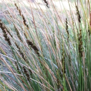 Carex appressa at Hawker, ACT - 3 Sep 2022