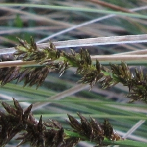 Carex appressa at Hawker, ACT - 3 Sep 2022